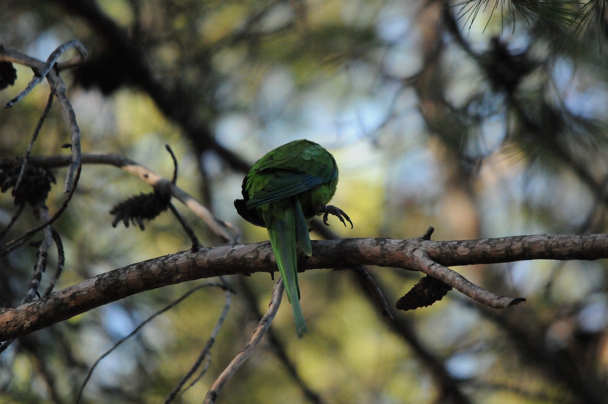 papouškovec nádherný - ML639254640