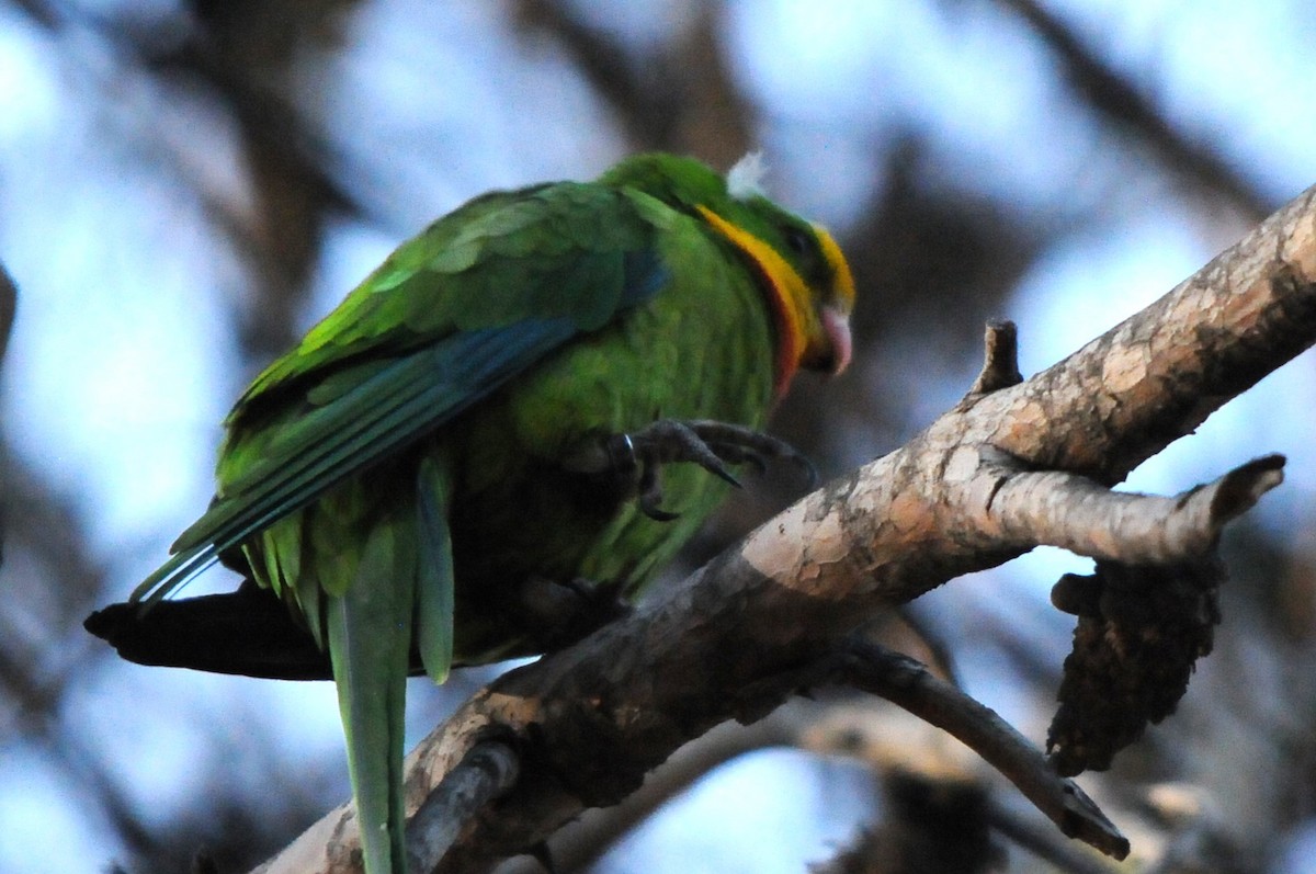 papouškovec nádherný - ML639254644