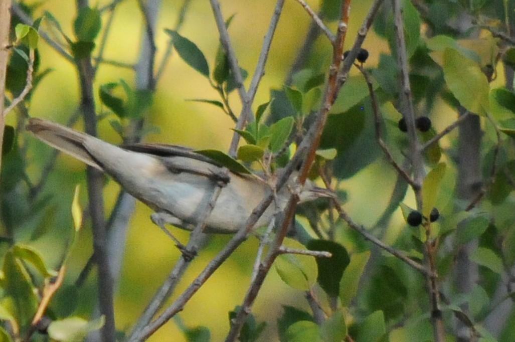 pěnice vousatá - ML639254660