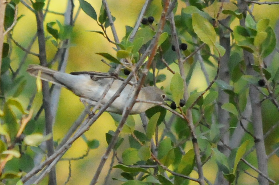 pěnice vousatá - ML639254661