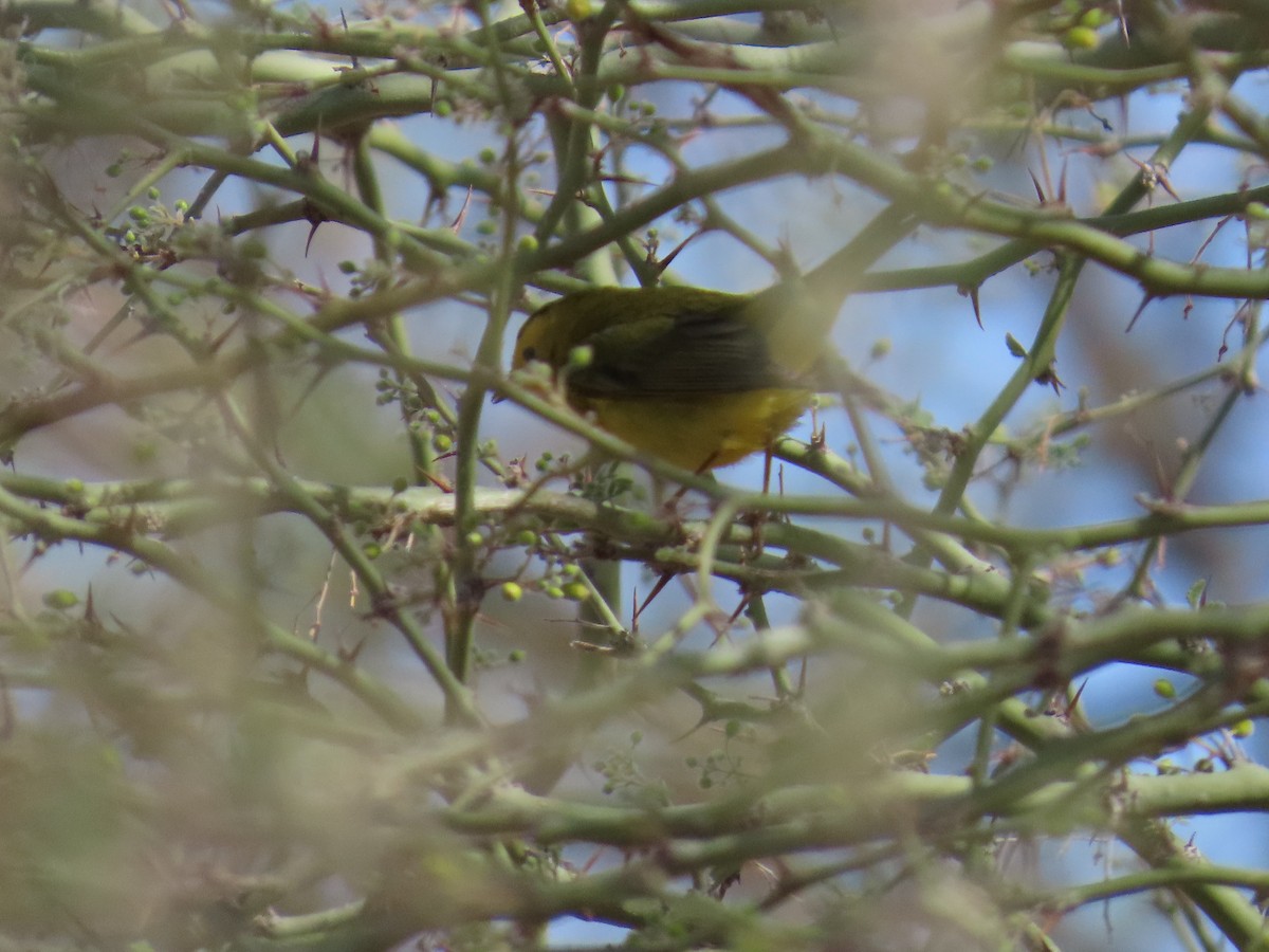 Wilson's Warbler - ML639254664