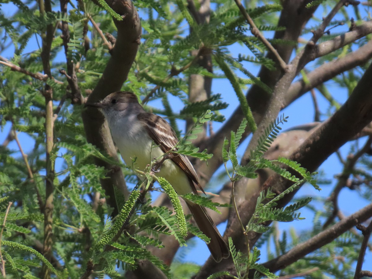 Ash-throated Flycatcher - ML639254676