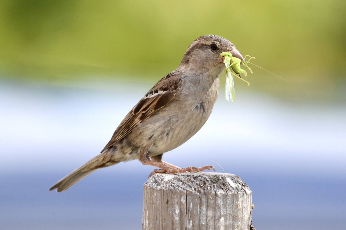 House Sparrow - ML639254695