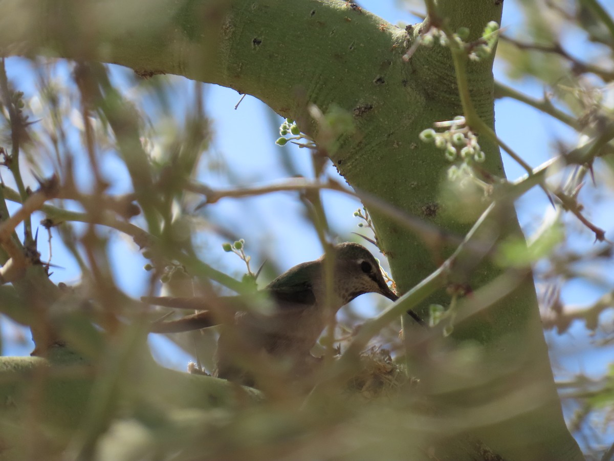 Anna's Hummingbird - ML639254702