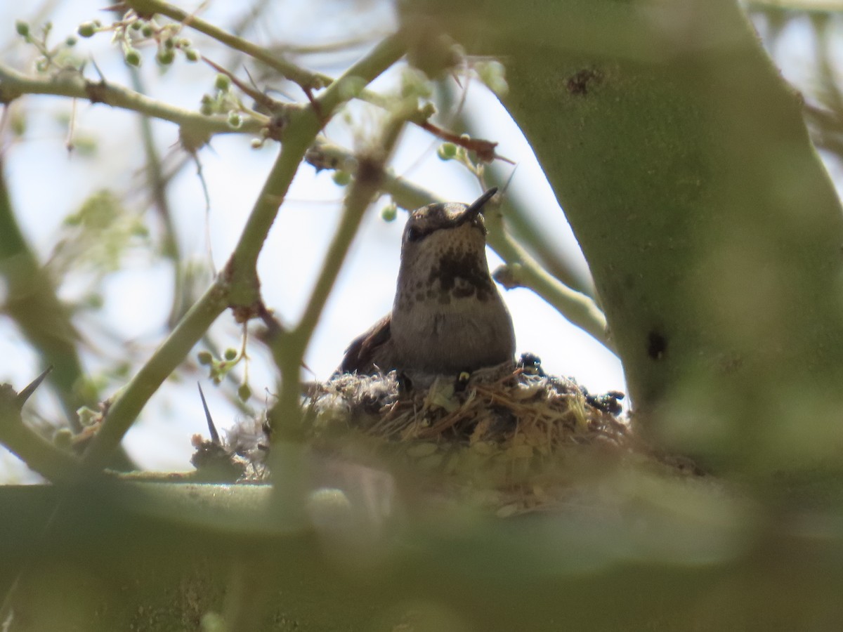 Anna's Hummingbird - ML639254703