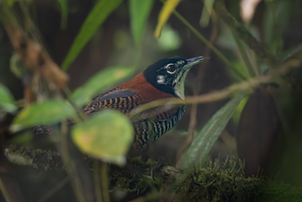 Kastanienzaunkönig (nigricapillus/connectens) - ML639254737