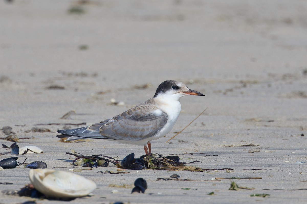 Common Tern - ML639254829