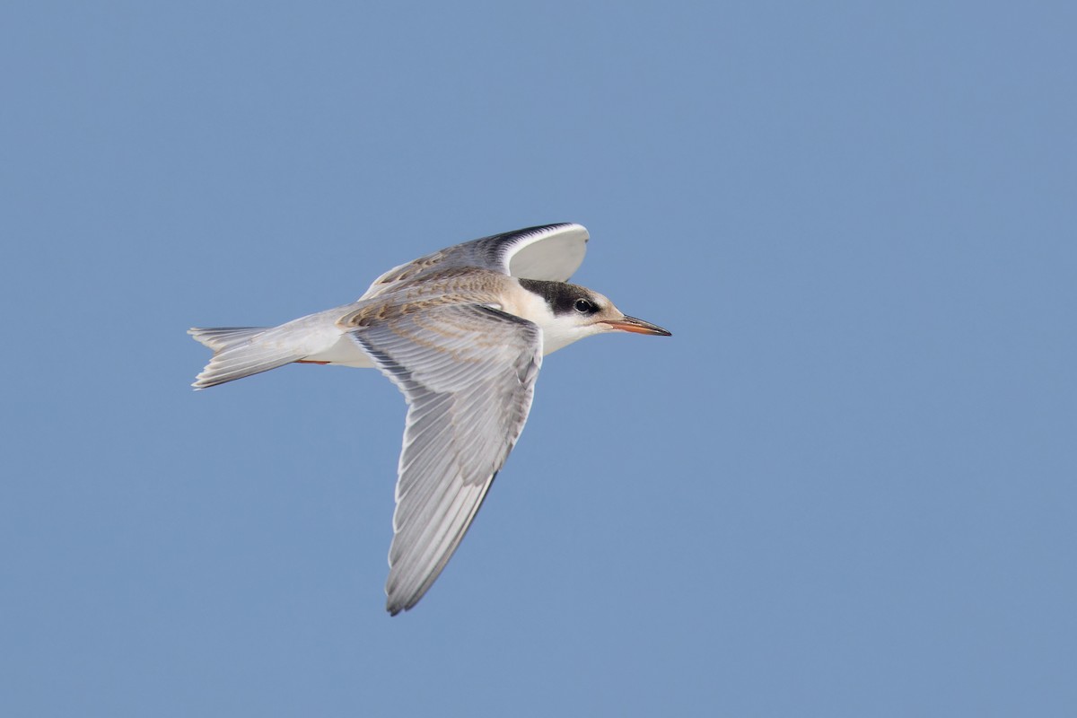 Common Tern - ML639254832