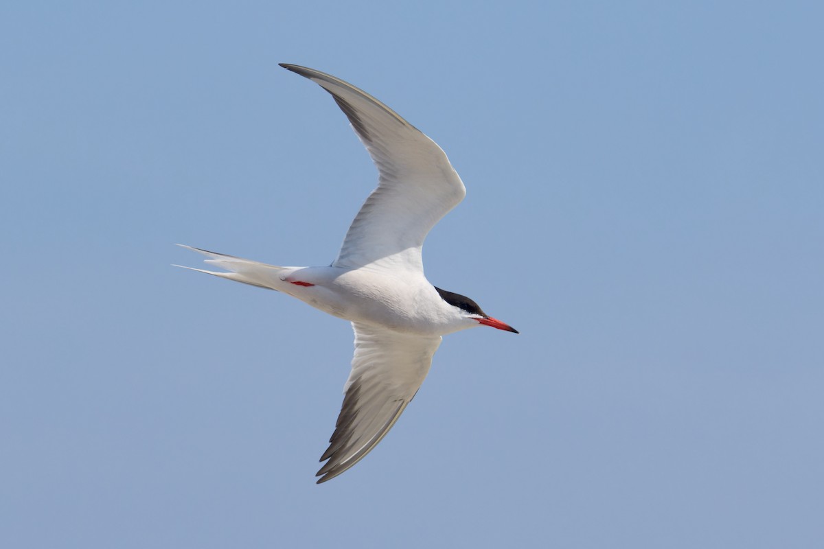 Common Tern - ML639254834