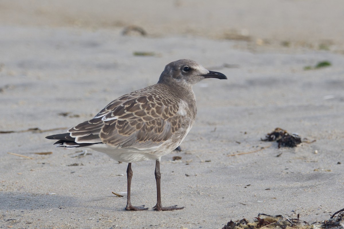 Laughing Gull - ML639254841