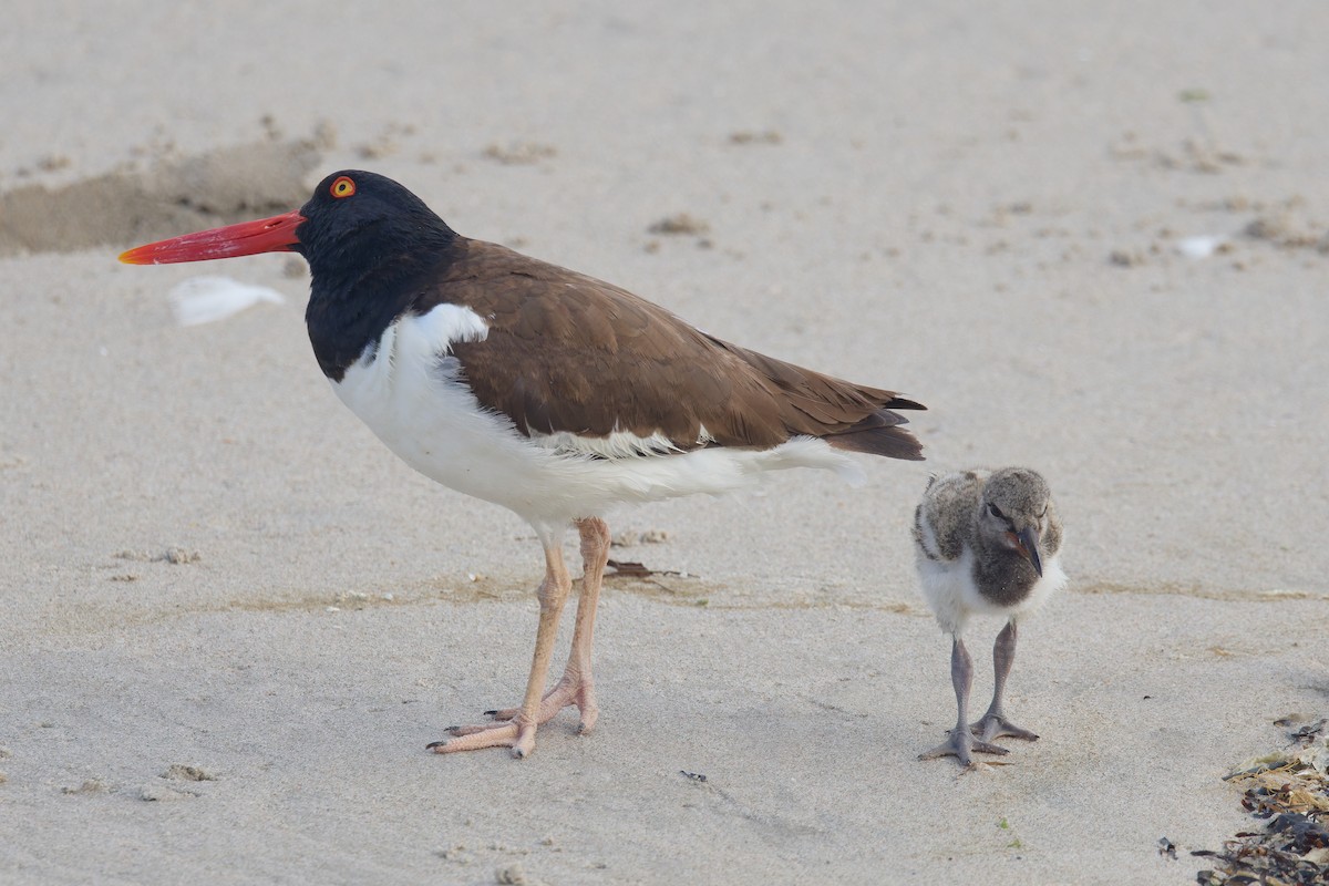 American Oystercatcher - ML639254846