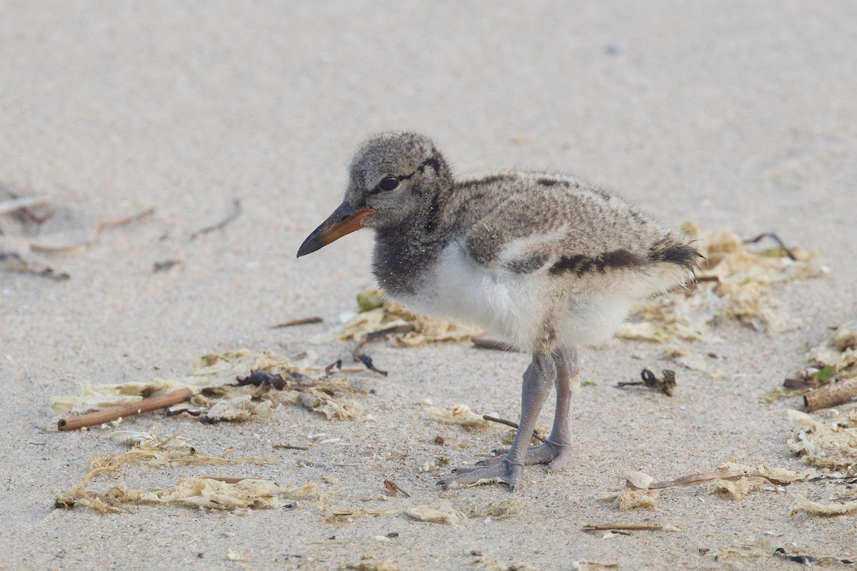 American Oystercatcher - ML639254851