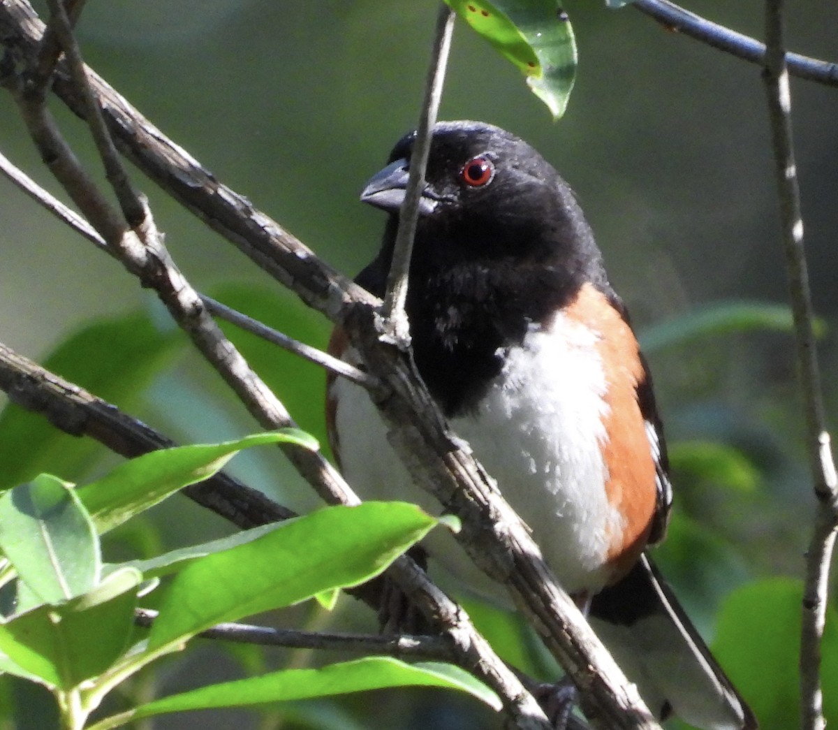 Eastern Towhee - ML639254863