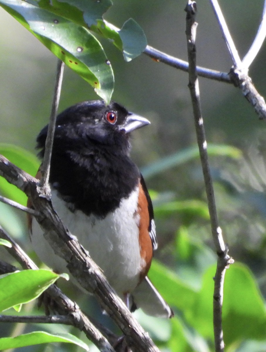 Eastern Towhee - ML639254864