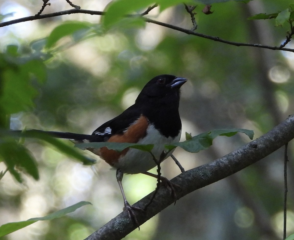Eastern Towhee - ML639254866