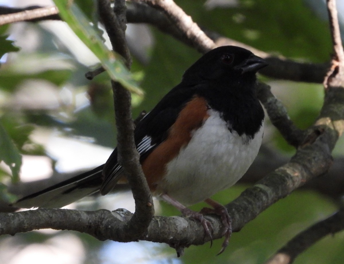 Eastern Towhee - ML639254867