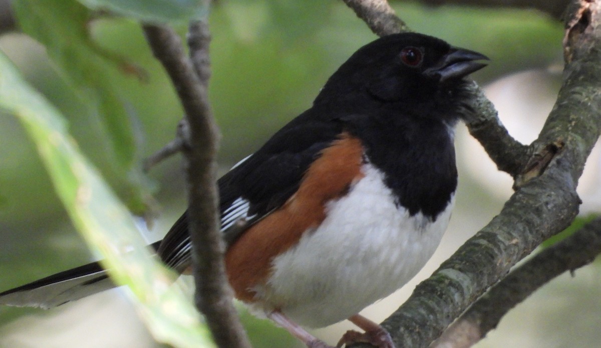 Eastern Towhee - ML639254868