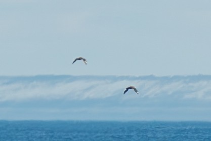 skua sp. - ML639254935