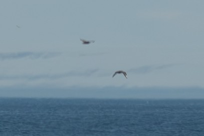 skua sp. - ML639254936