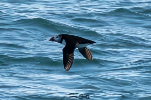 Atlantic Puffin - ML639254943