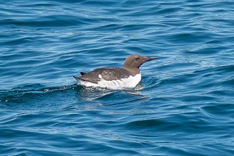 Common Murre - ML639254945