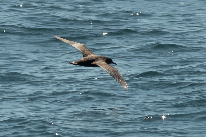 Sooty Shearwater - ML639254949