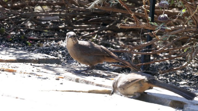 California Thrasher - ML639254985