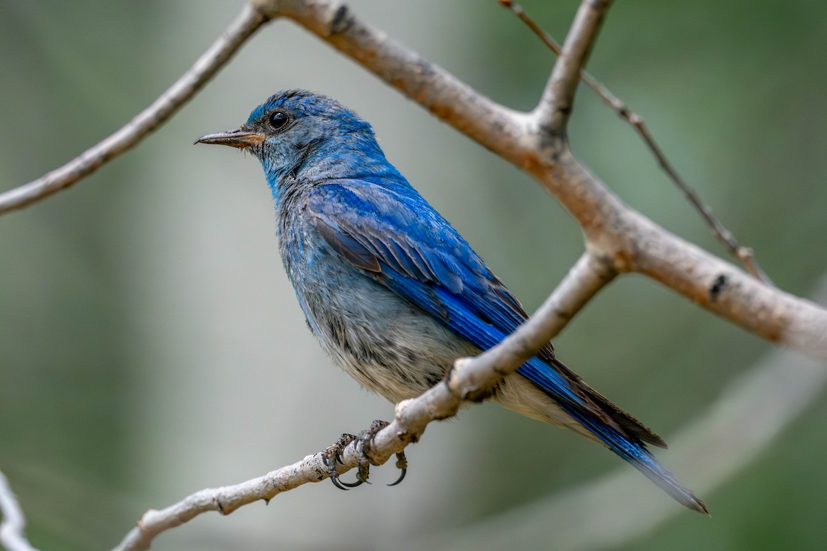 Mountain Bluebird - ML639255012