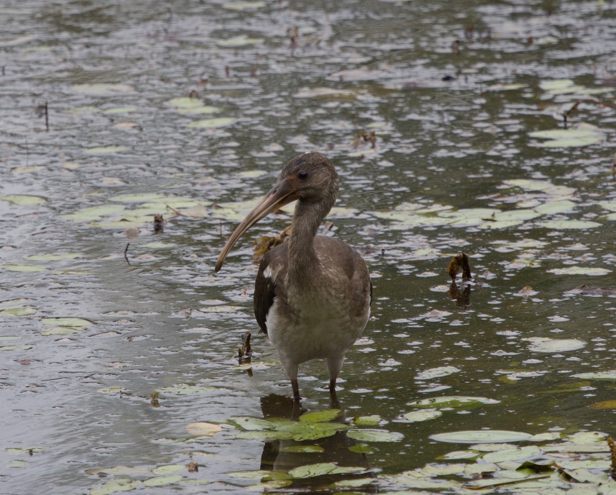 White Ibis - ML639255024