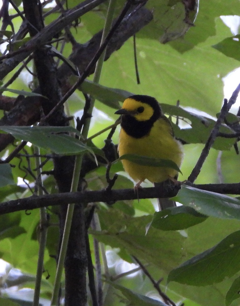 Hooded Warbler - ML639255048