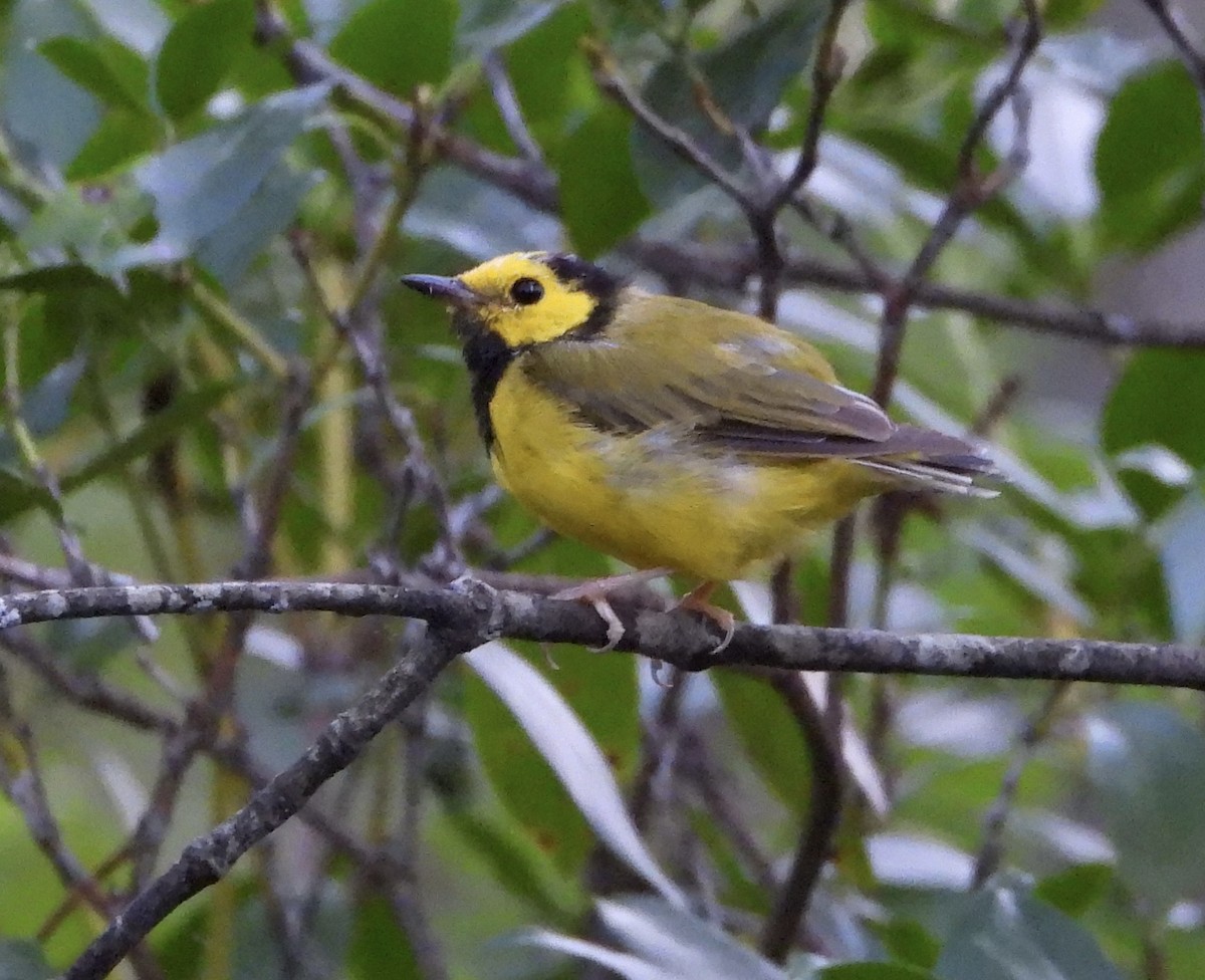 Hooded Warbler - ML639255049