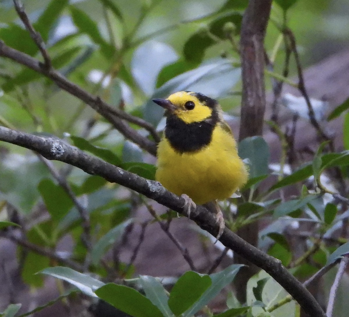 Hooded Warbler - ML639255050