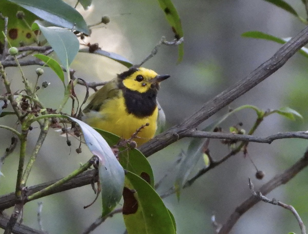Hooded Warbler - ML639255051