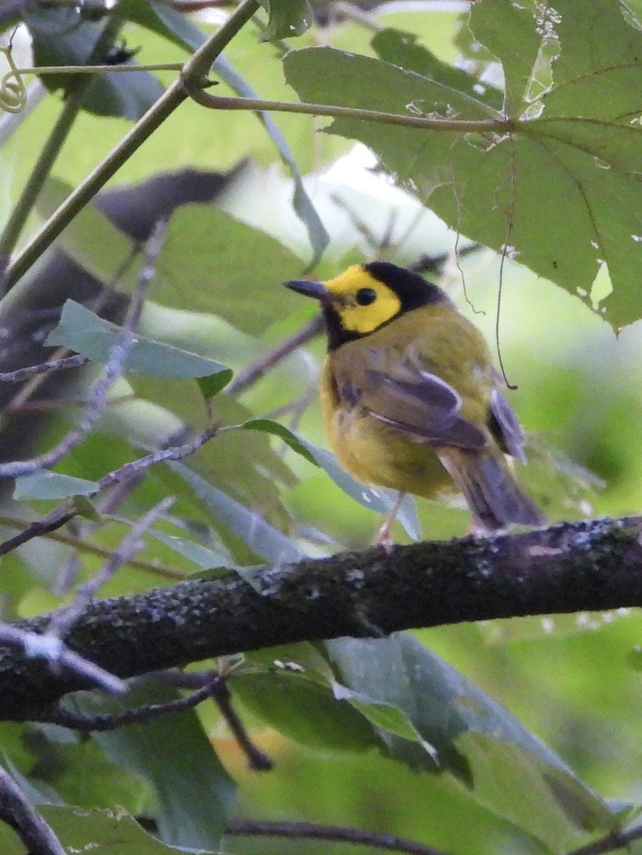 Hooded Warbler - ML639255052