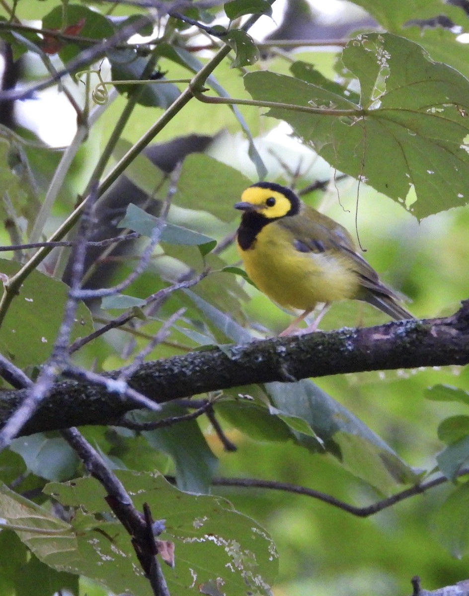 Hooded Warbler - ML639255053