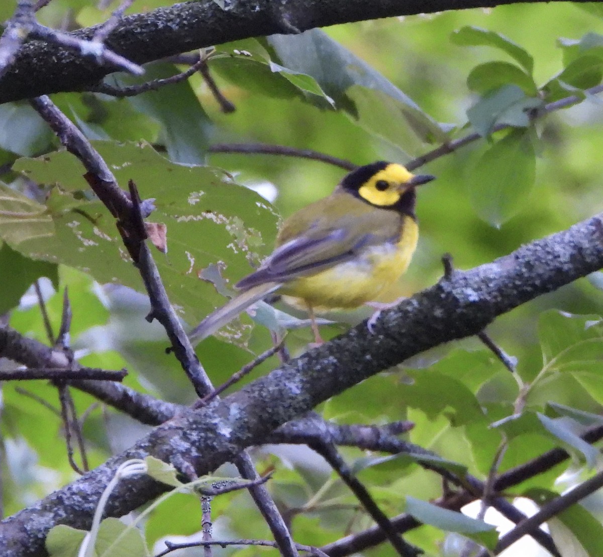 Hooded Warbler - ML639255054