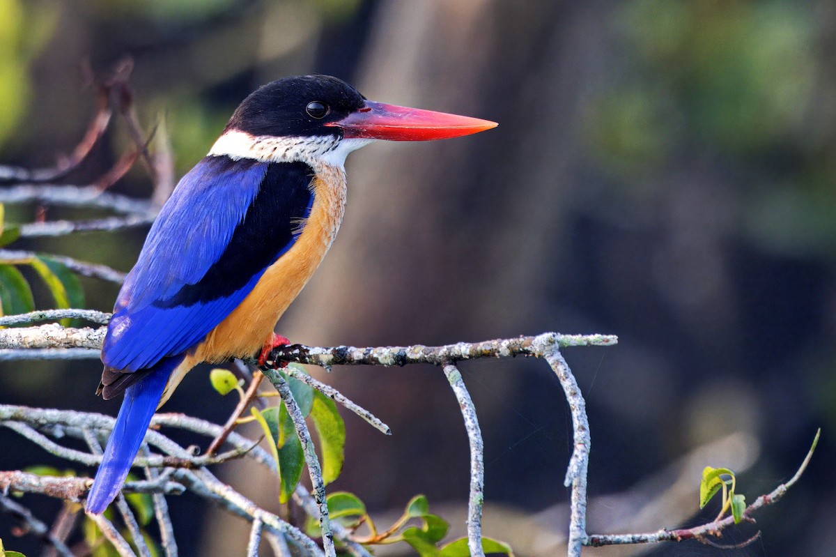 Black-capped Kingfisher - ML639255086