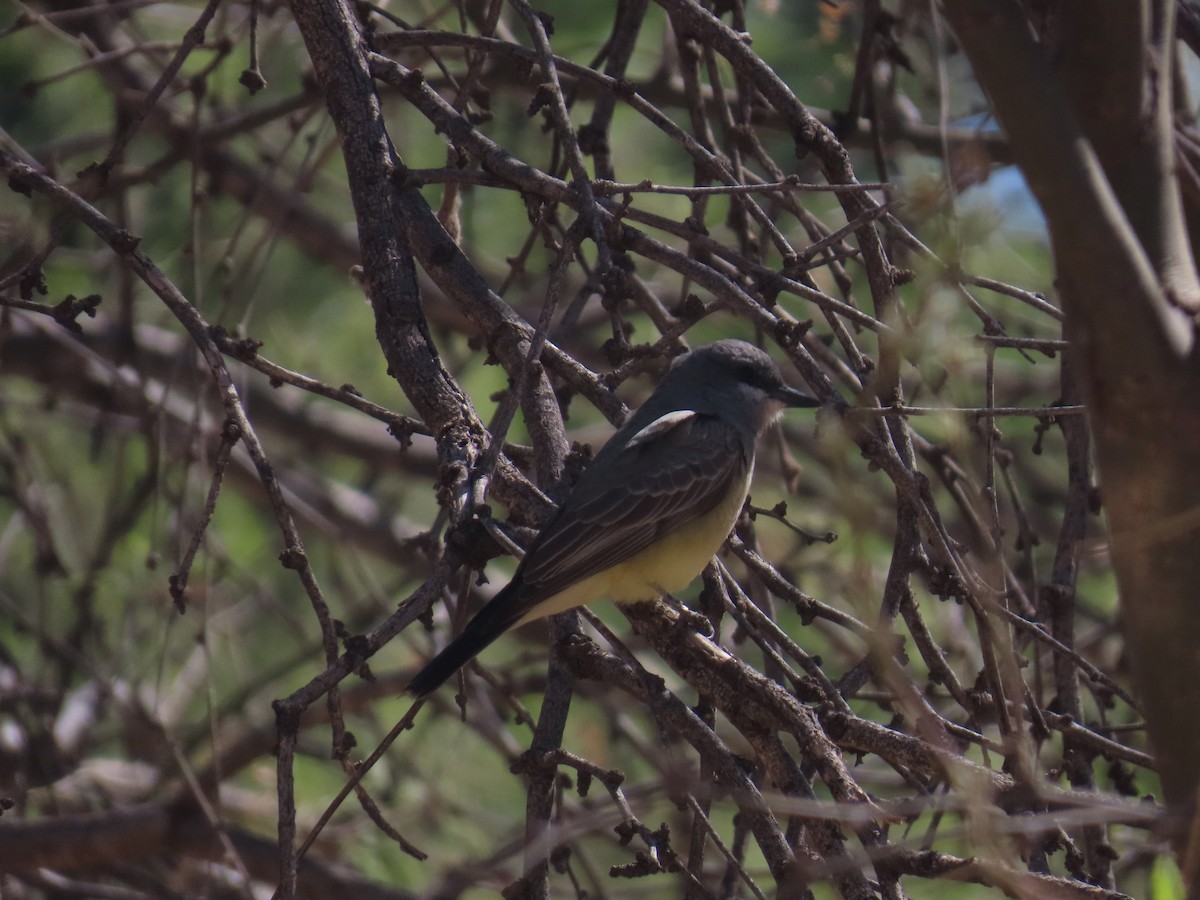 Cassin's Kingbird - ML639255123