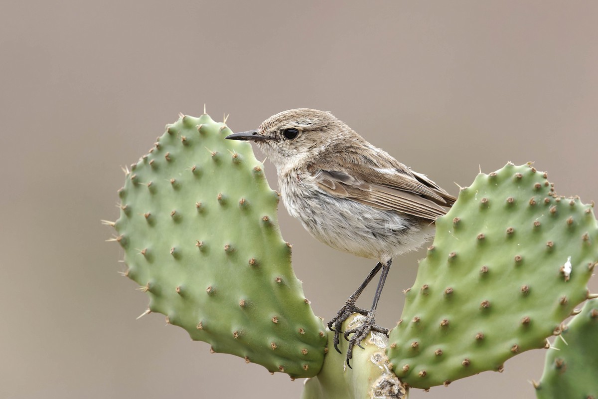 Fuerteventura Stonechat - ML639255135
