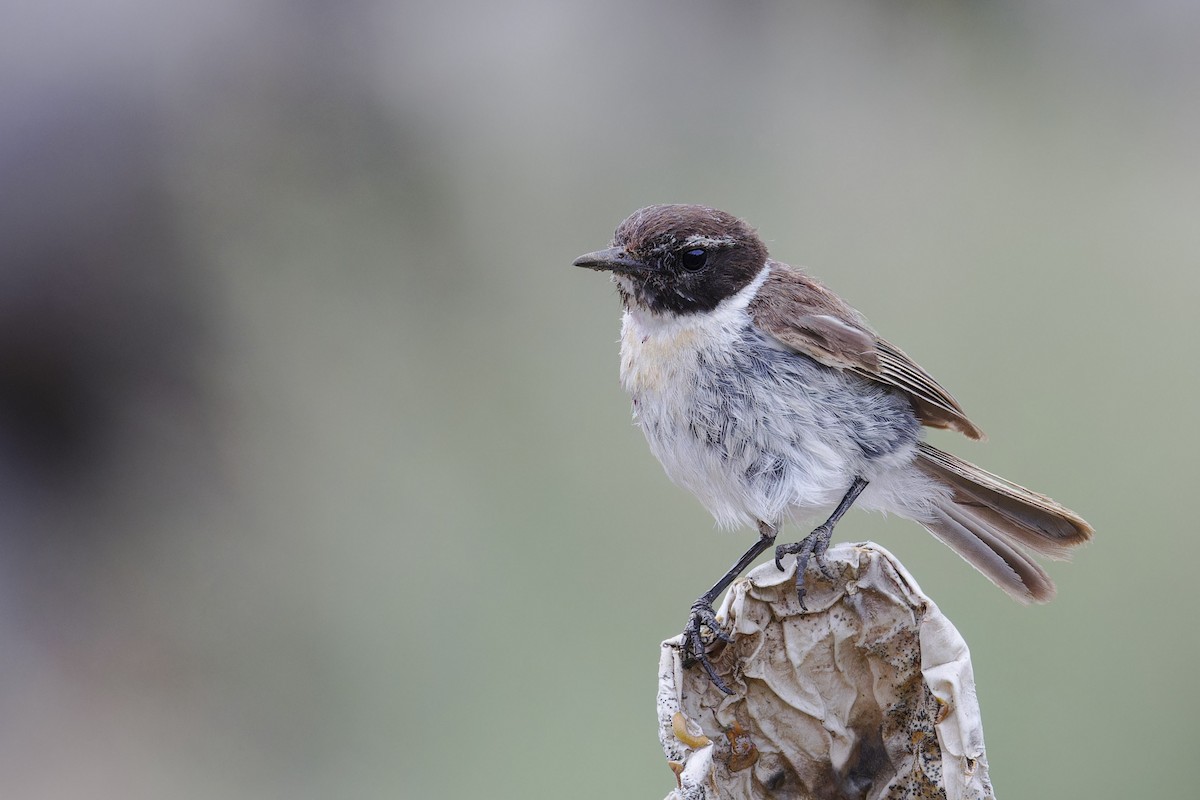 Fuerteventura Stonechat - ML639255141