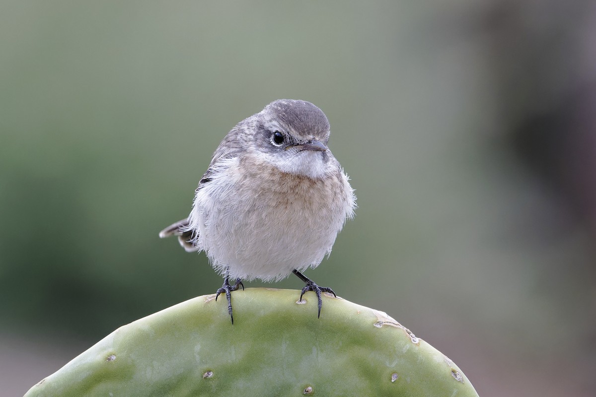 Fuerteventura Stonechat - ML639255142