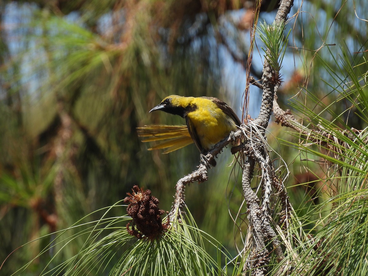 Hooded Oriole - ML639255154