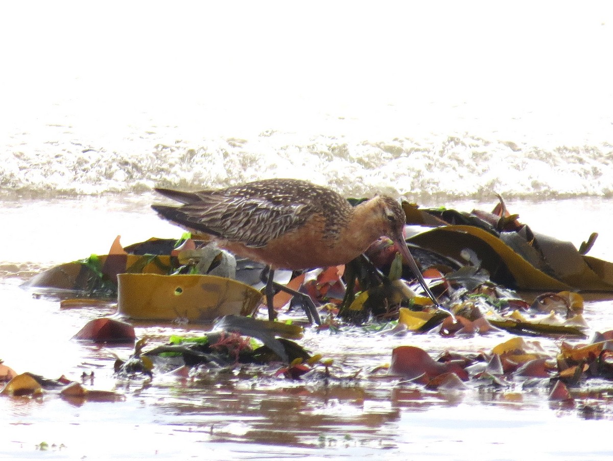Bar-tailed Godwit - ML639255169