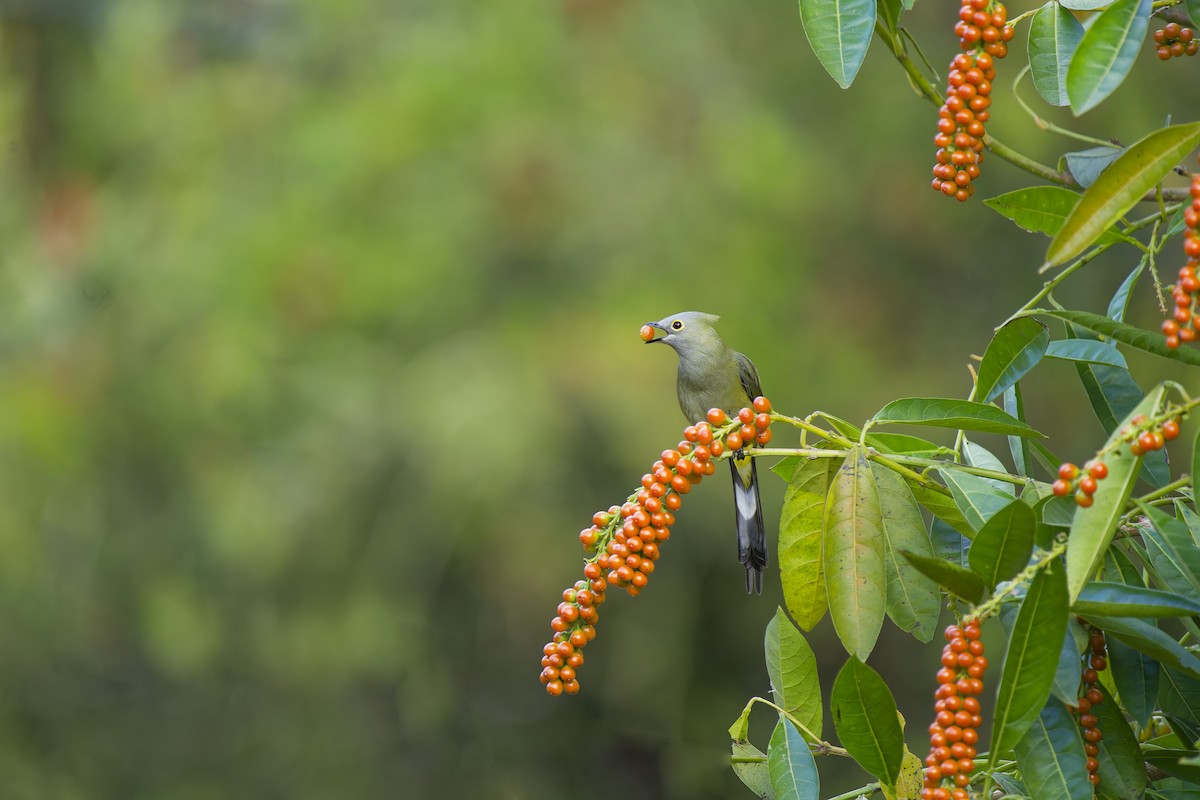 Long-tailed Silky-flycatcher - ML639255172