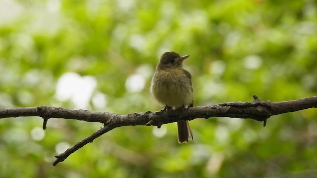 Western Flycatcher - ML639255224