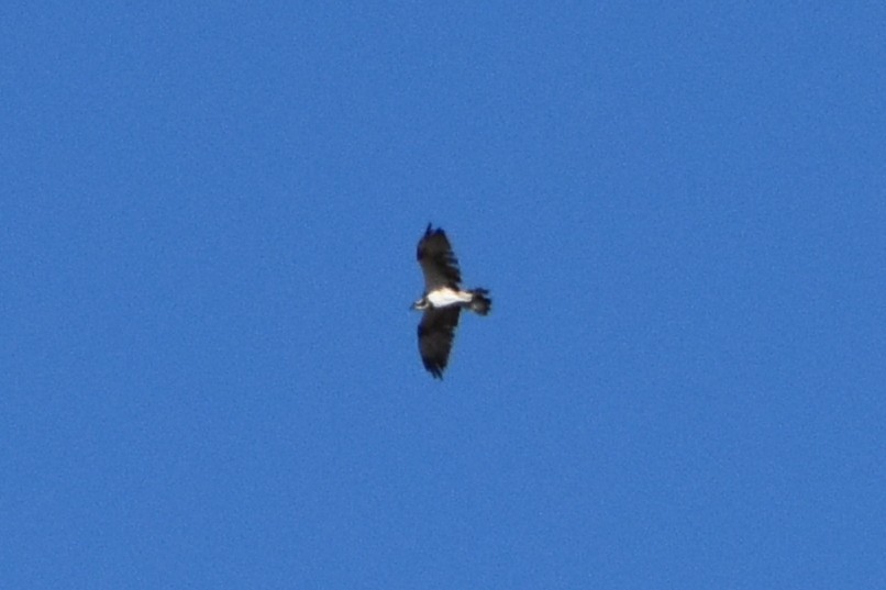 Загасч явлаг - ML639255287