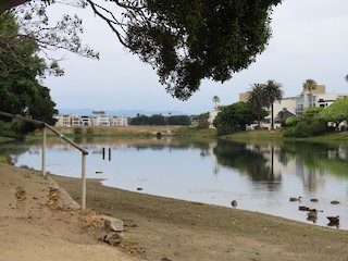Del Rey Lagoon Park, Los Angeles, California, United States - eBird Hotspot