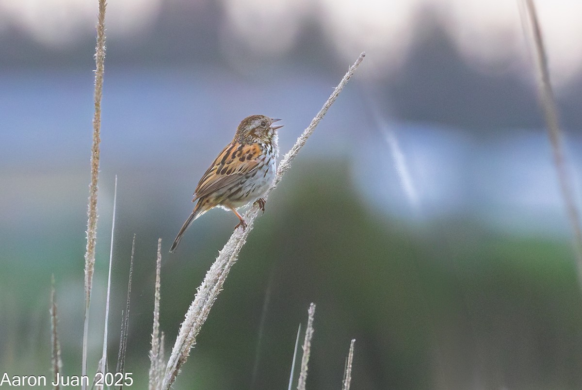 Sierra Madre Sparrow - ML639255389