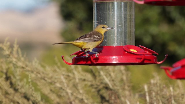 Hooded Oriole (nelsoni Group) - ML639255410