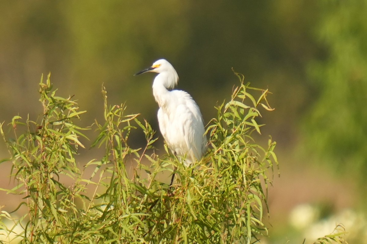 Snowy Egret - ML639255500